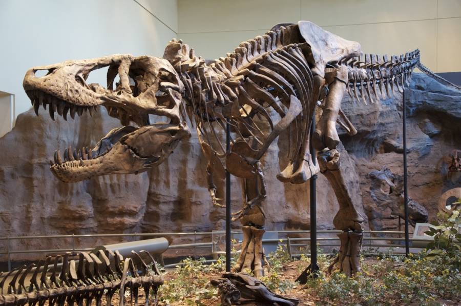 Dinosaur Facts T Rex