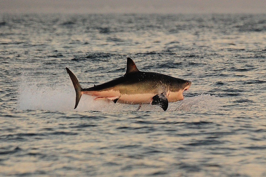 Interesting Great White Shark Facts