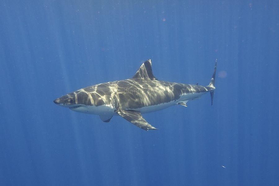Great White Shark Facts