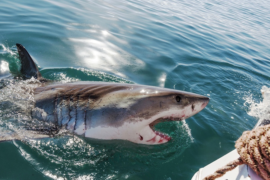 Out Of Water Shark