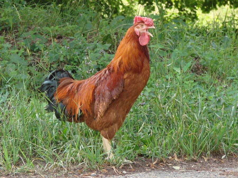 Rooster