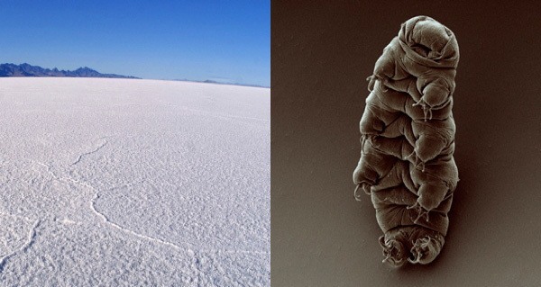Tardigrade Salt Flat