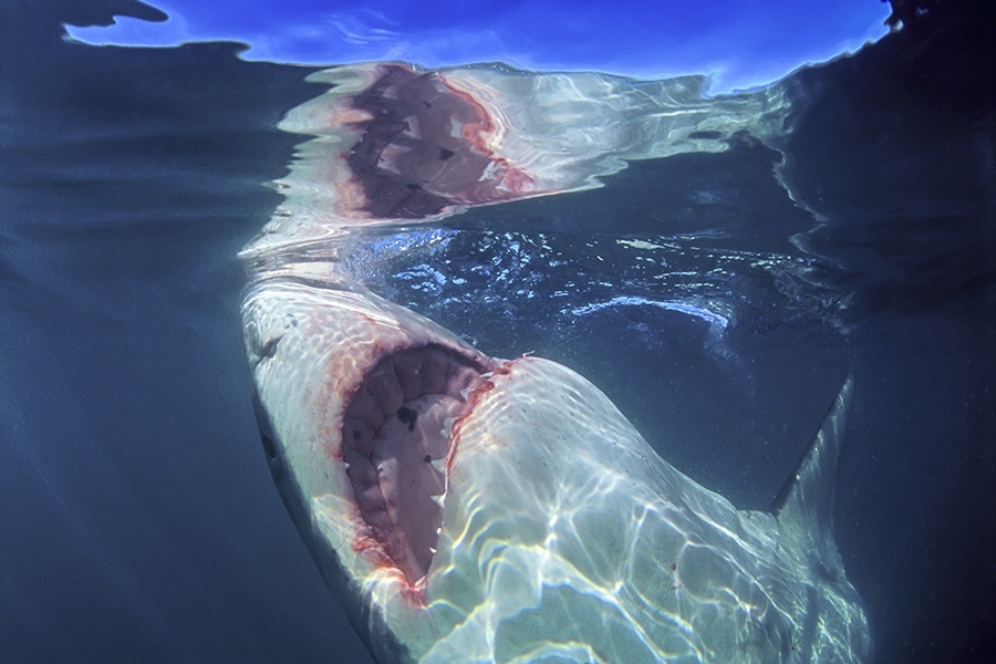The Largest Great White Shark In History