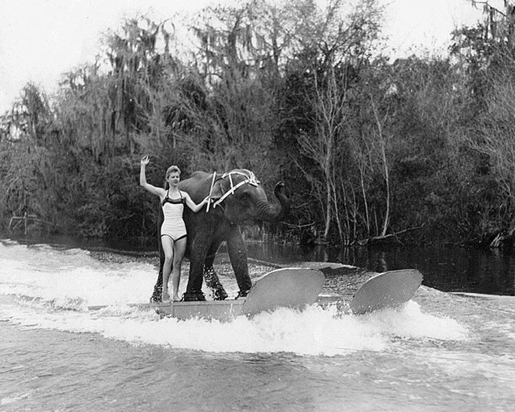 Water Skiing Elephant