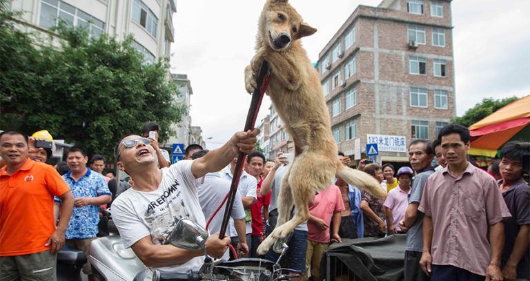 Yulin Festival Dog Meat