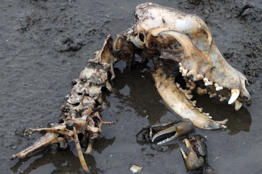 Dog Skull