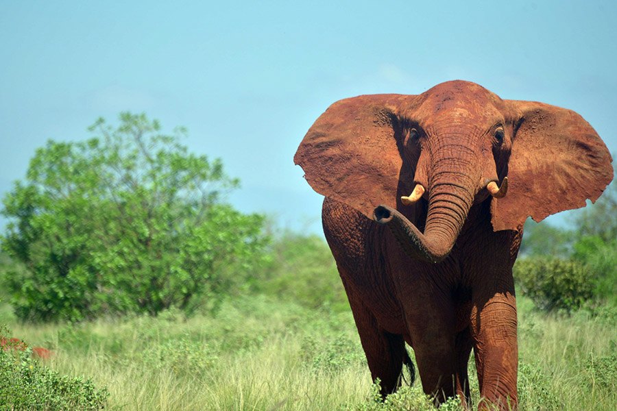 Interesting Elephant Facts