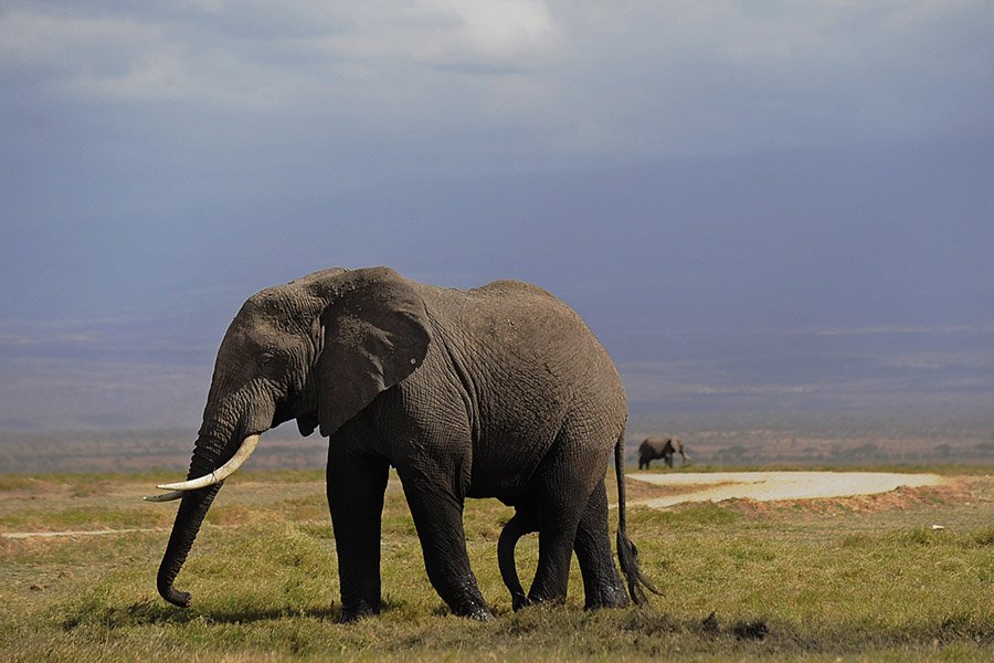 Elephant Facts