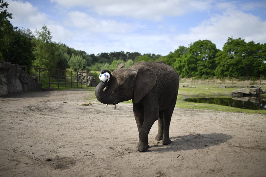 Elephant Trunk Trivia