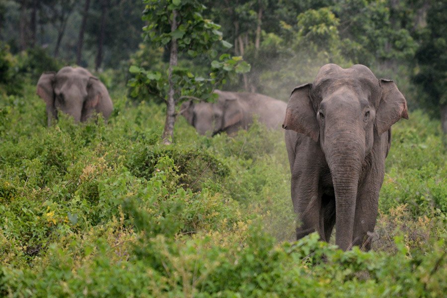Elephants Self-Awareness