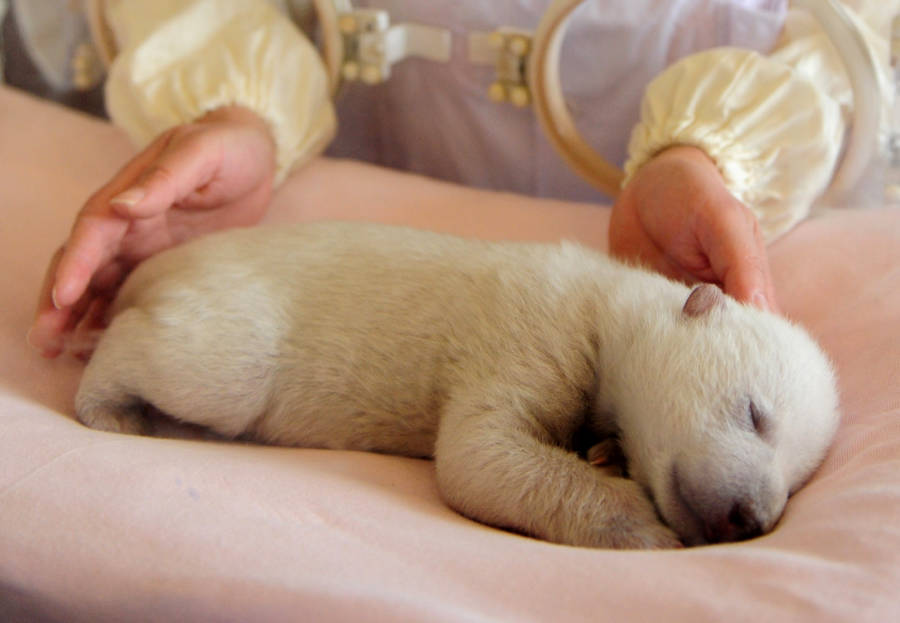 Newborn Polar Bear Resting