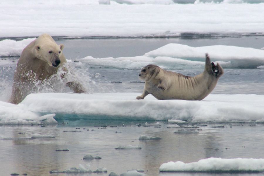 Polar Bear Hunt