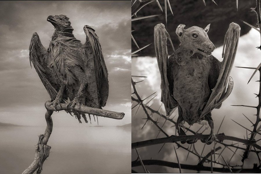 Calcified Fisk Eagle Bat