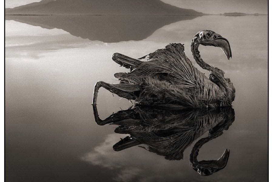Calcified Flamingo
