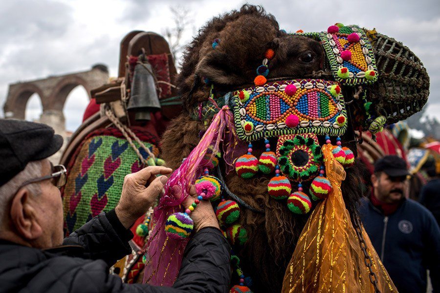 Camel Head