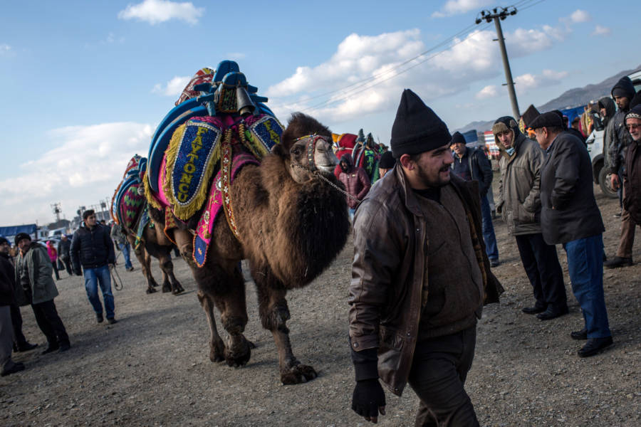 Camel Parade