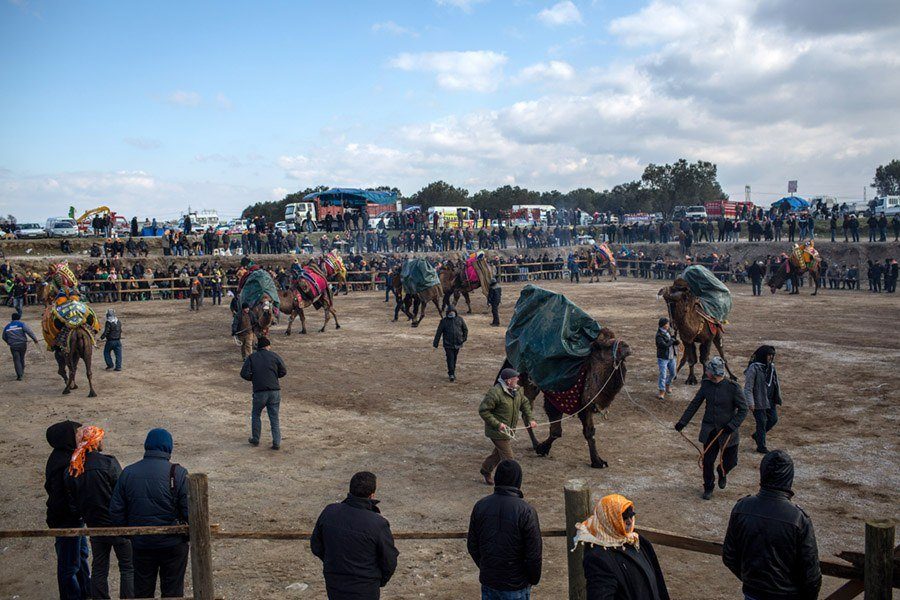Camel Wrestling Arena