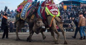 Camel Wrestling Match