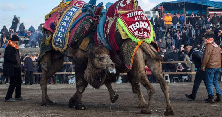 Camel Wrestling Match