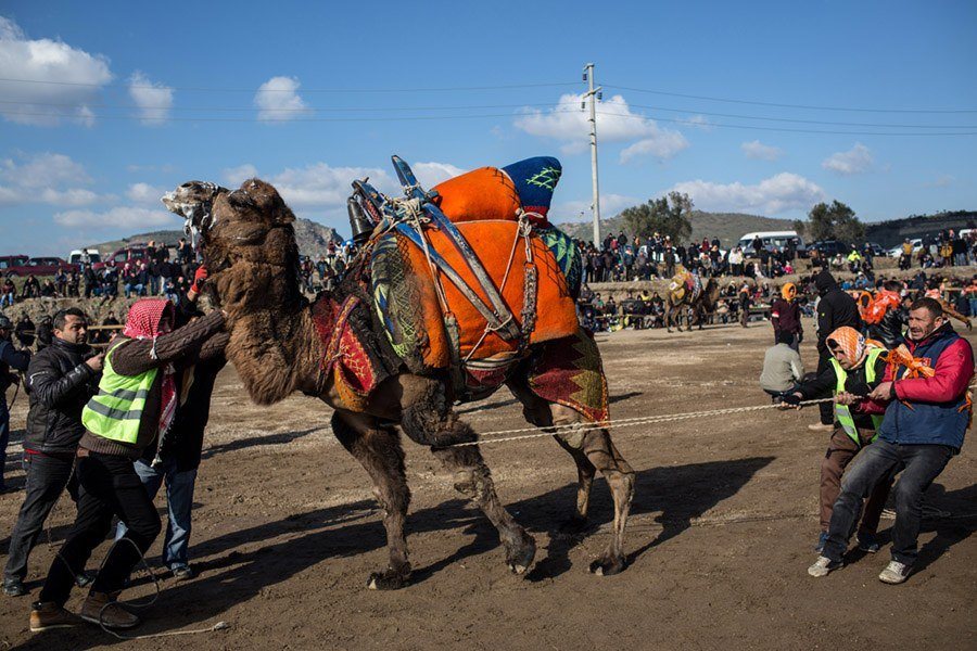 Camel Wrestling Rope