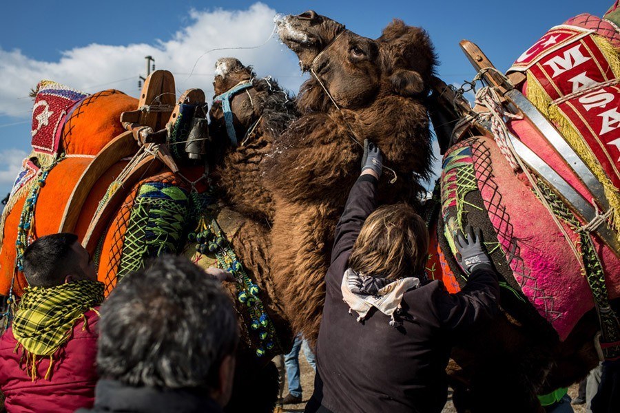 Camel Wrestling Upclose