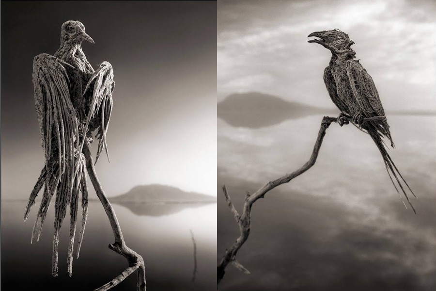 Lake Natron Eagle Swallow