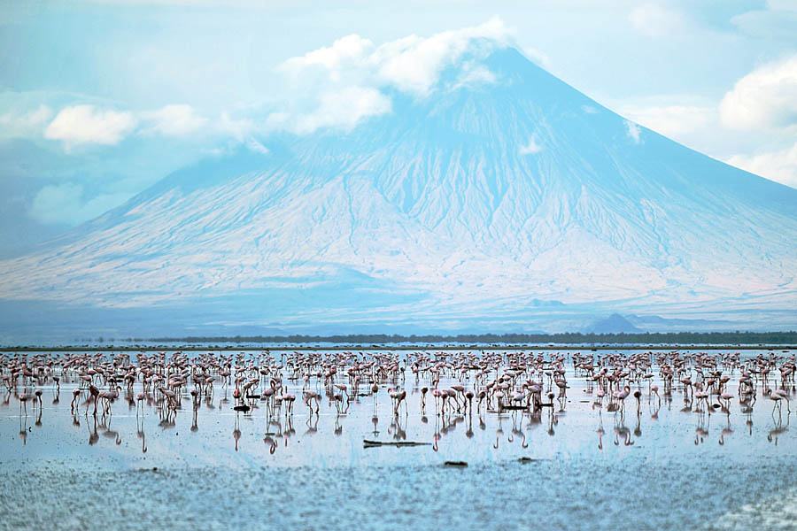 Lesser Flamingoes