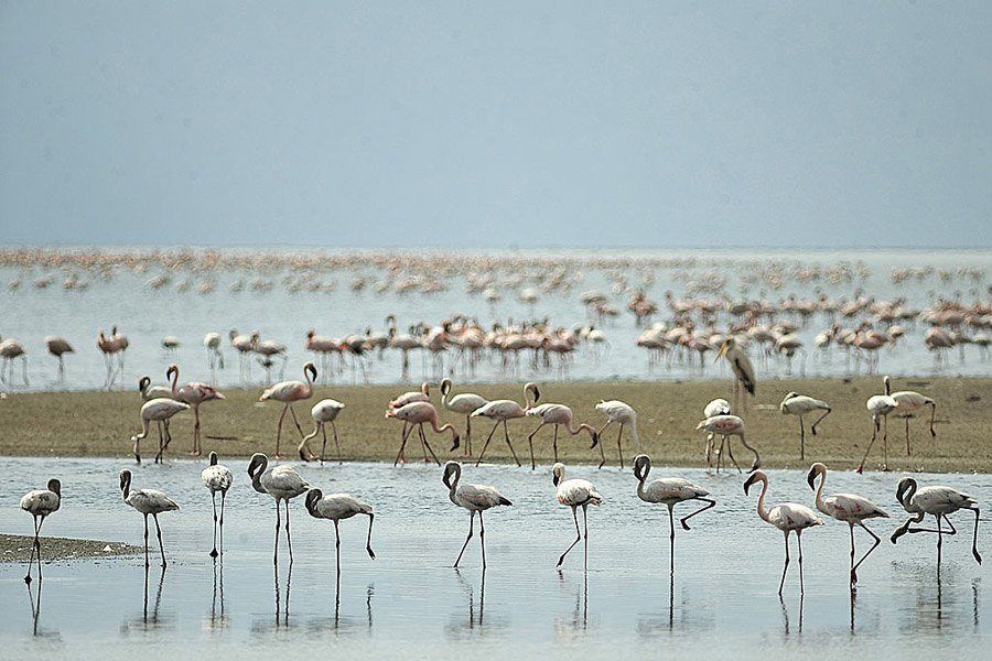 Standing Birds