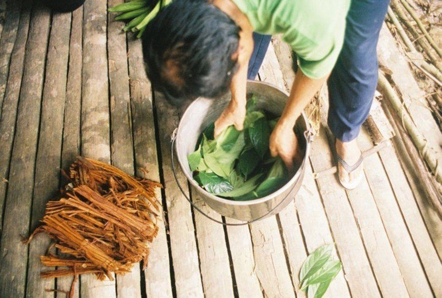 Chacruna Leaves And Vine To Bo