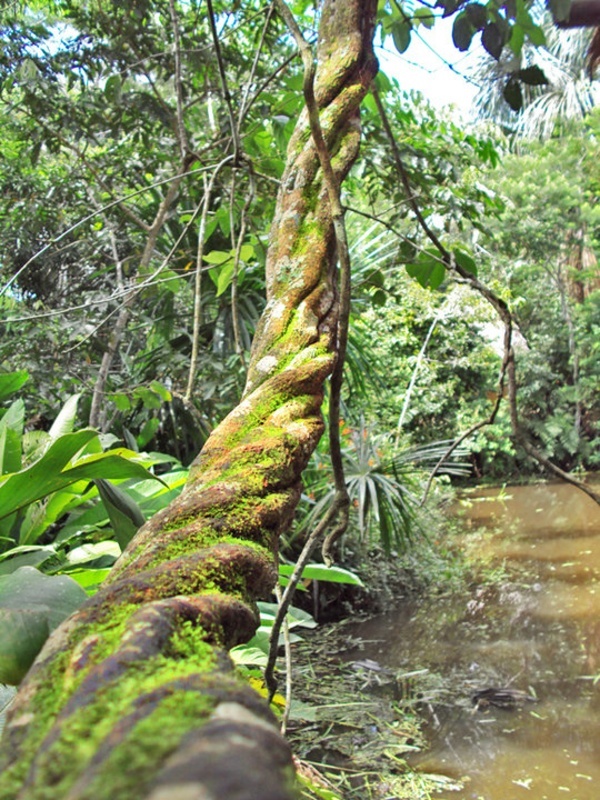 Old Ayahuasca Vine