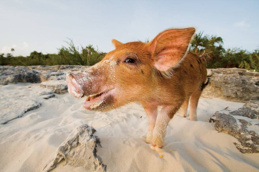 Big Major Cay Beach Pig