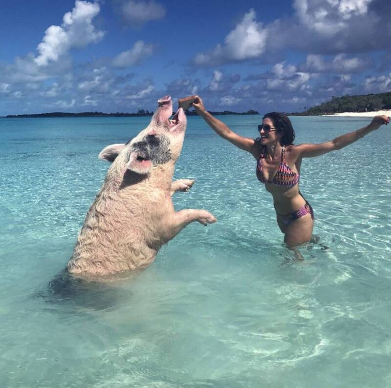 Feeding The Pig