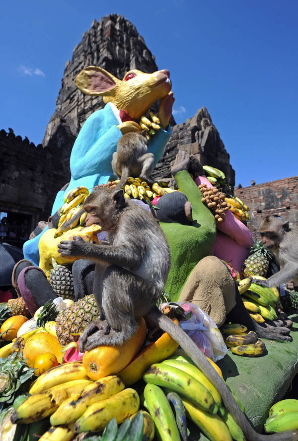 Giant Rabbit Monkey