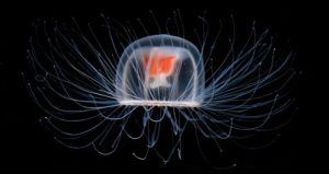 Immortal Jellyfish Black Background