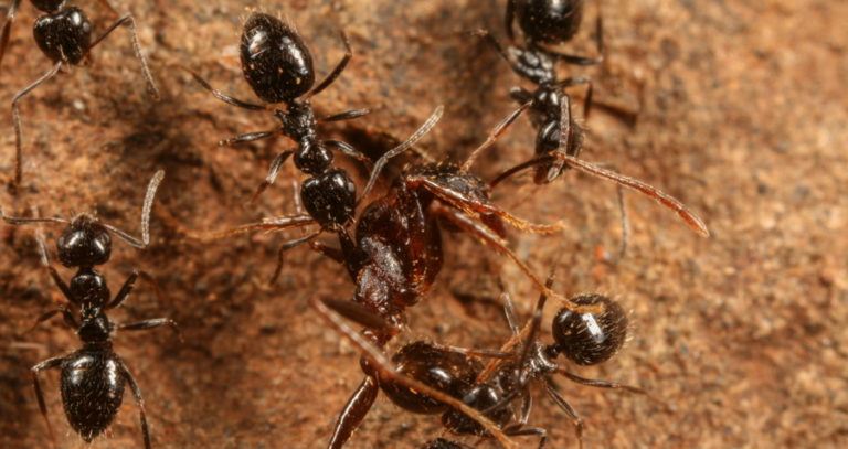 Lepisiota Ants