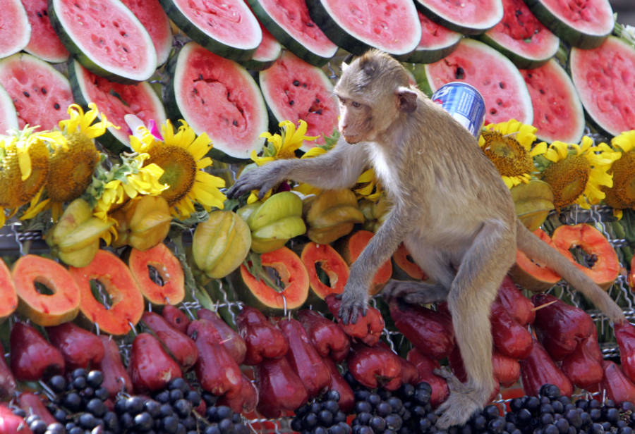 Monkey Watermelon