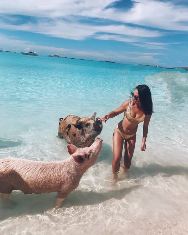 Pig Beach Influencer