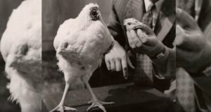 Headless Chicken Detached Man