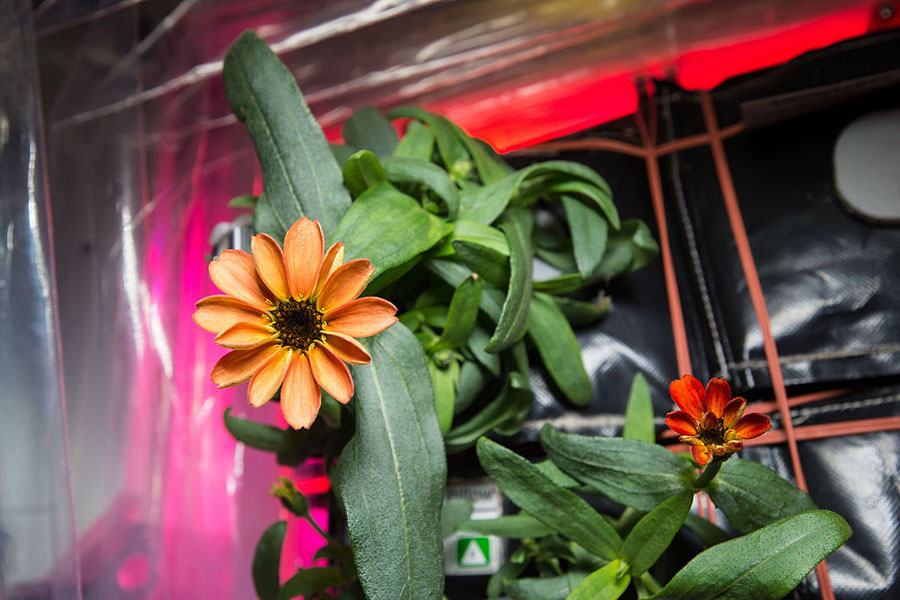 Space Flower