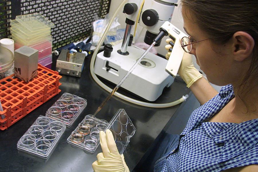 Stem Cells