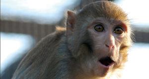 Macaques Og1