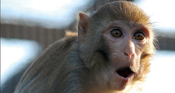 Macaques Og1