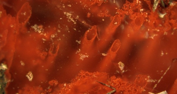 Fossils Red Filaments