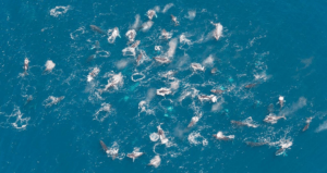 Humpback Whales