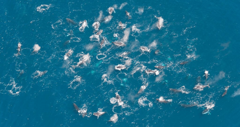 Humpback Whales