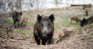 Radioactive Boar Og