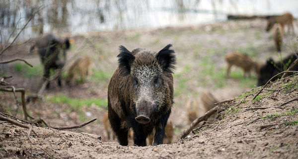Radioactive Boar Og