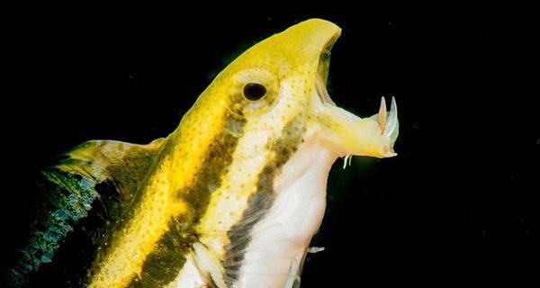 Blenny