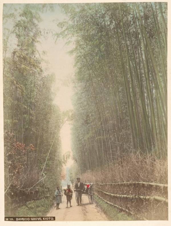 Bamboo Grove In Kyoto