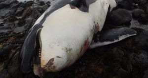 Deceased Whale